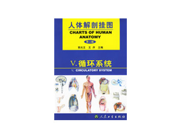 循環(huán)系統(tǒng)掛圖