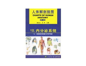 內分泌系統掛圖