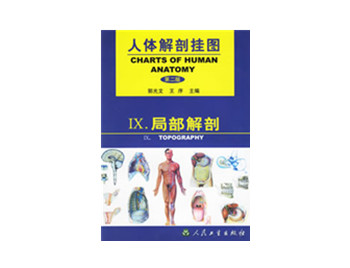 局部解剖掛圖_人體解剖學(xué)掛圖