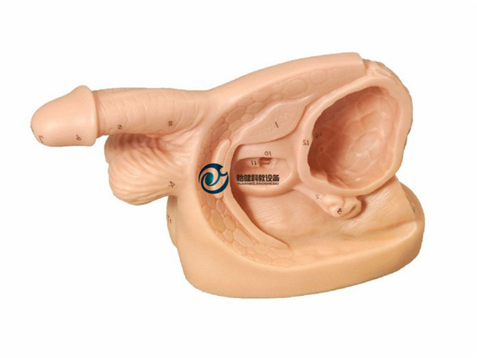 男性內(nèi)外生殖器及導尿模塊