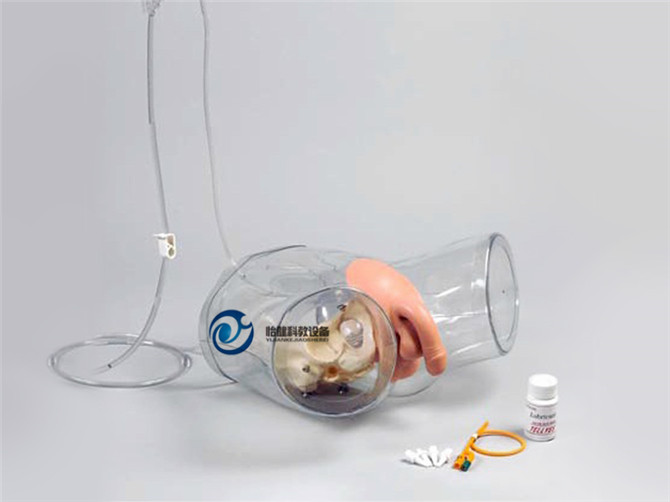 透明男性導尿模型