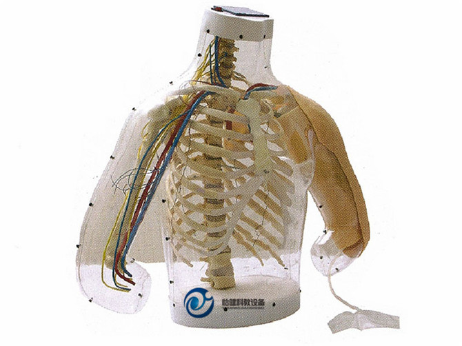 高級上臂肌肉注射及對比模型(帶檢測警示系統)