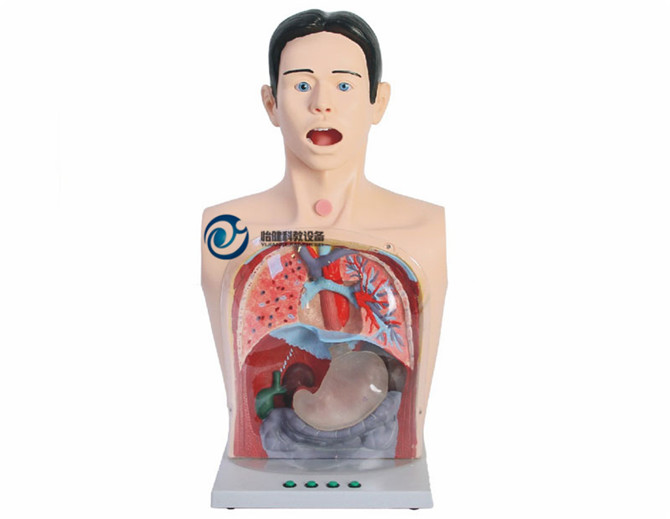 高級透明洗胃模型