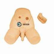 男女性別可互換導尿模型