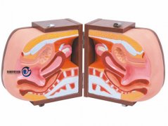 女性避孕器指導(dǎo)解剖模型