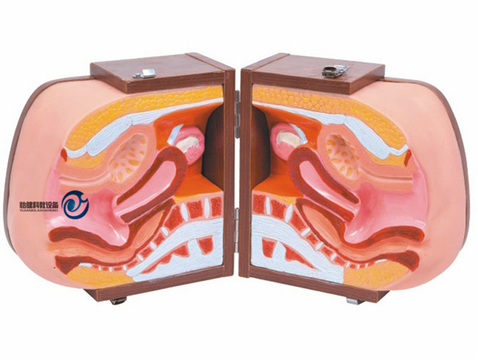 女性避孕器指導(dǎo)解剖模型