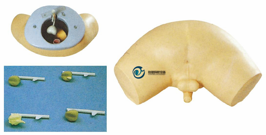 前列腺檢查模型