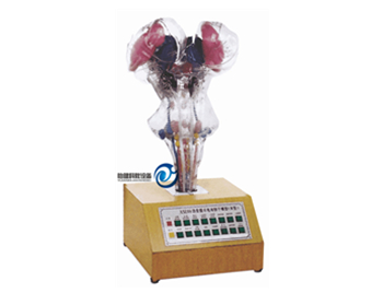 中樞神經傳導電動模型