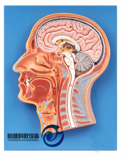 頭部正中矢狀切面模型