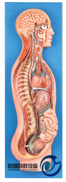 交感神經系統模型