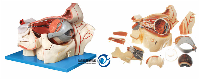 眼球與眼眶附血管神經放大模型
