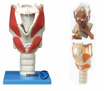 喉結構與功能放大模型