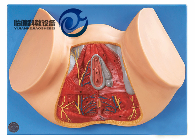 女性會陰模型