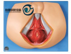男性會陰模型