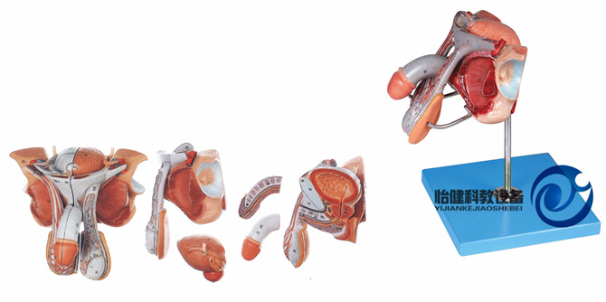 男性生殖器官結(jié)構(gòu)模型