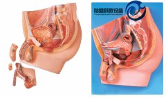 男性盆腔正中矢狀切面模型