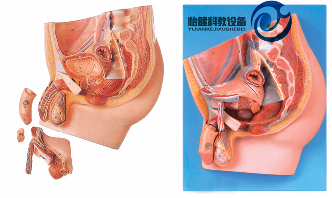 男性盆腔正中矢狀切面模型
