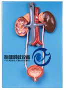 泌尿系統模型