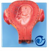 三個月胚胎模型