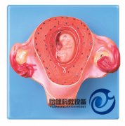 二個月胚胎模型