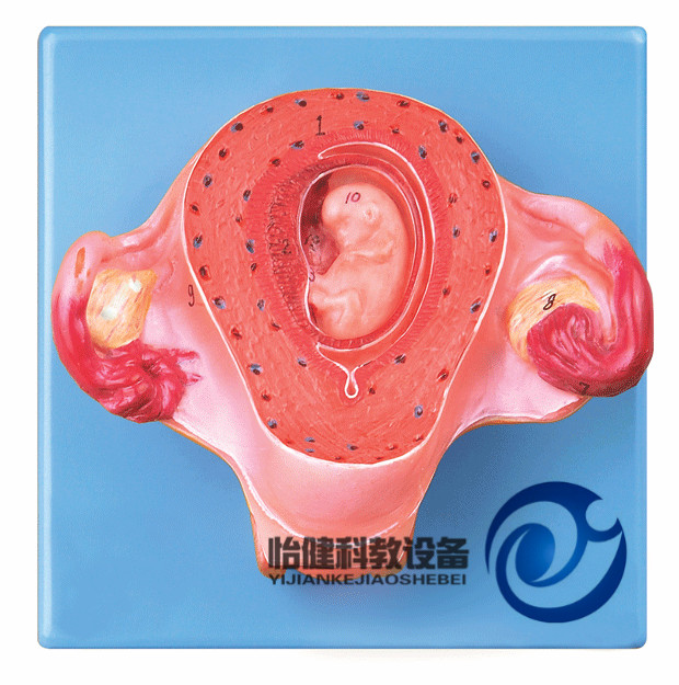 二個月胚胎模型