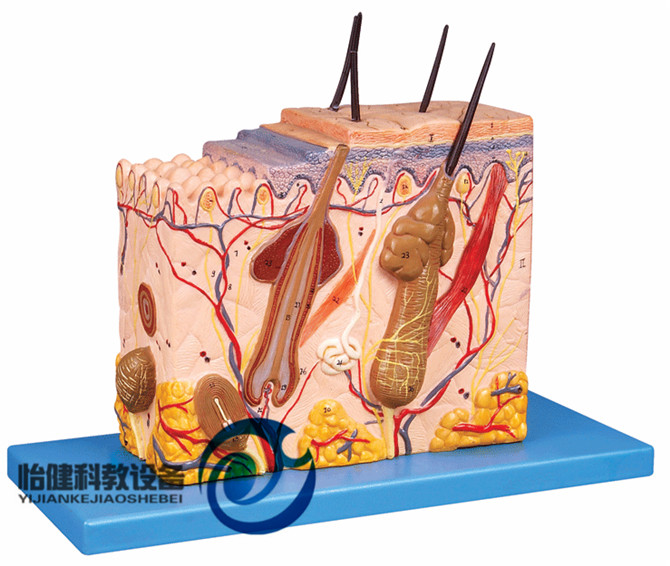 皮膚組織結構放大模型