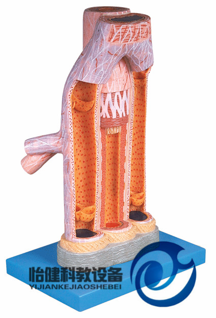 動(dòng)脈與靜脈解剖放大模型