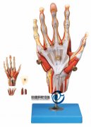 手肌附主要血管神經模型