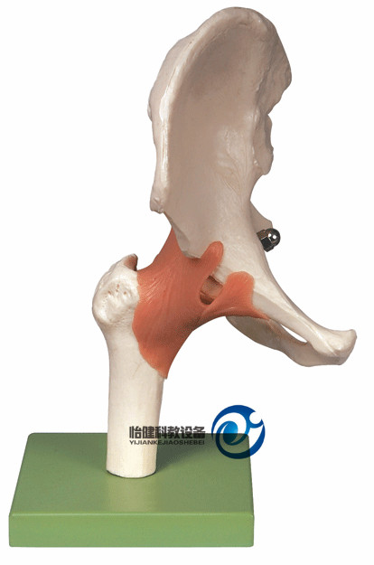功能型髖關(guān)節(jié)模型