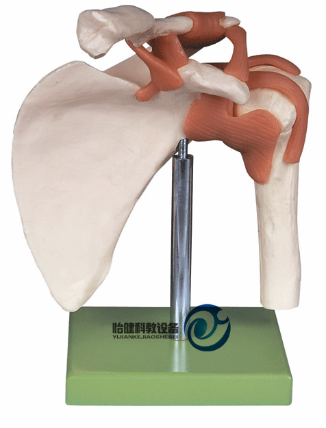 功能型肩關(guān)節(jié)模型