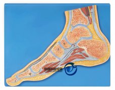 足關節剖面模型