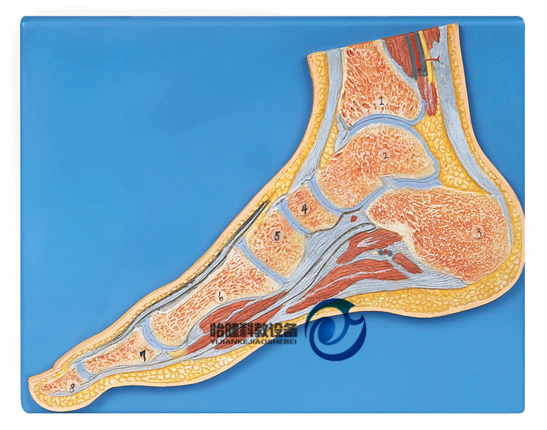 足關節剖面模型