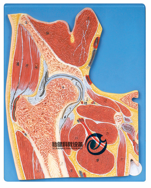 髖關(guān)節(jié)剖面模型