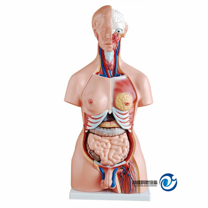 兩性互換軀干模型85cm(23件)