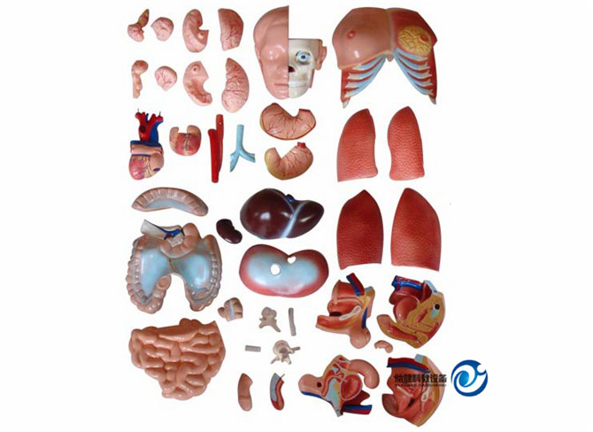 兩性互換軀干模型配件