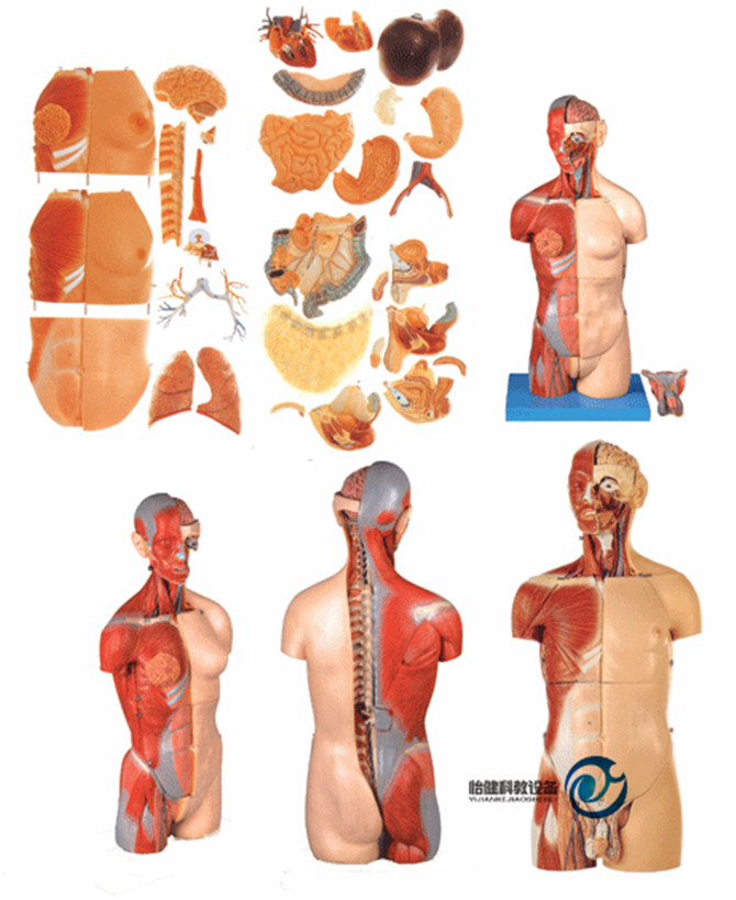 男性、女性外兩性互換肌肉內臟背部開放式頭頸軀干模型
