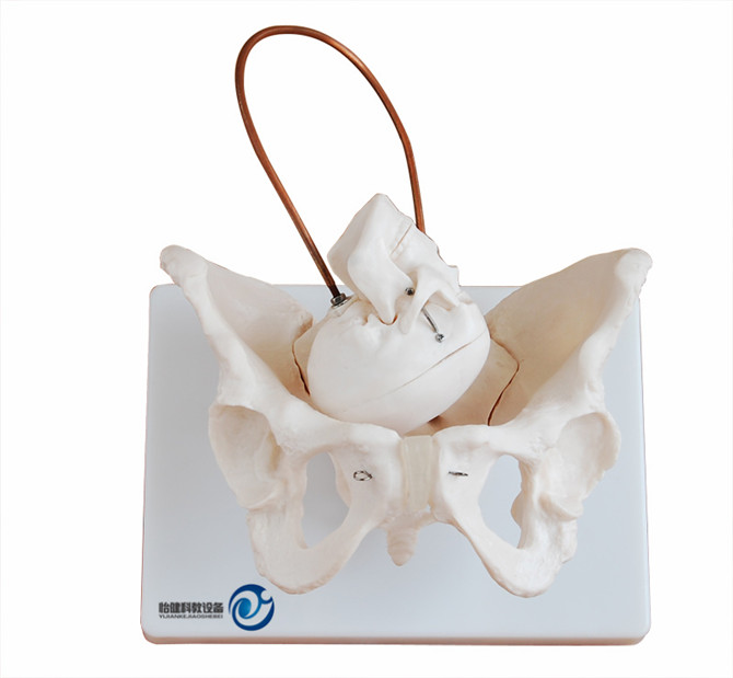 助產(chǎn)示教模型