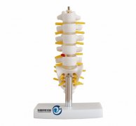 小型腰椎帶尾椎骨模型