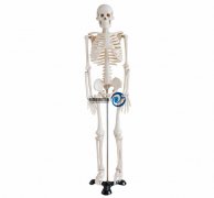 人體骨骼模型85CM