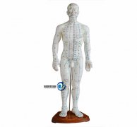 50cm人體針灸模型