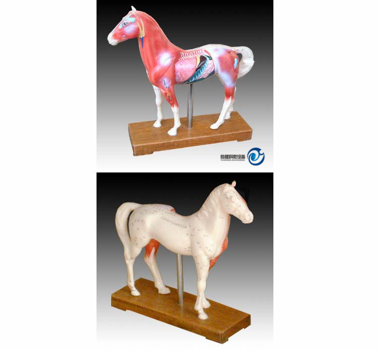 馬體針灸模型