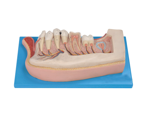 兒童牙列放大模型