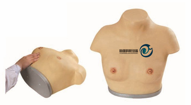 高級乳腺視診與觸診模型