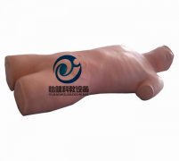 鎖骨下靜脈穿刺模型(電子監測)